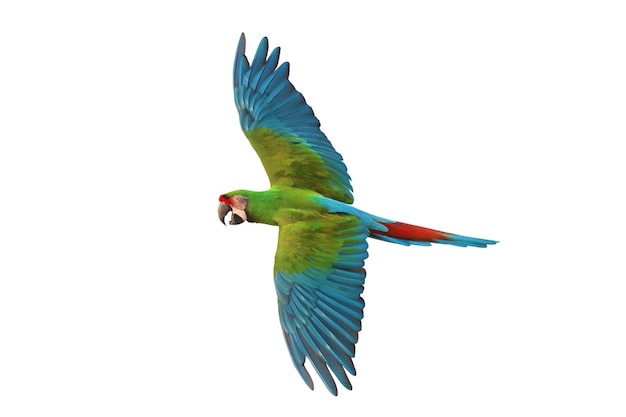 Un perroquet militaire volant coloré isolé sur un fond blanc