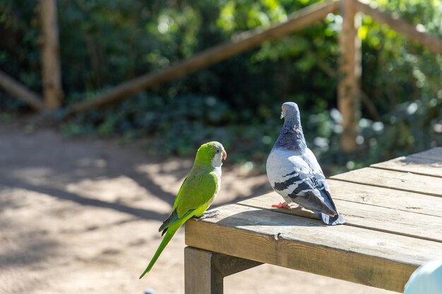 Un perroquet moine avec un pigeon rocheux perché sur un banc en plein air en bois