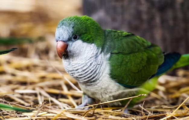 Perroquet oiseau Kalita dans la nature