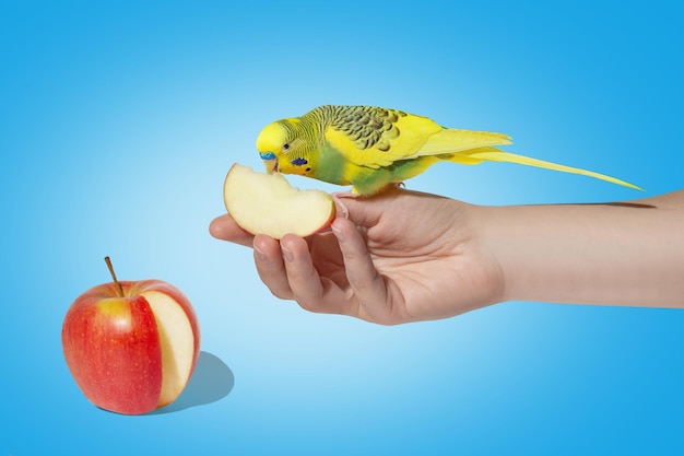 Le perroquet ondulé jaune mange la pomme rouge des mains sur le fond de couleur