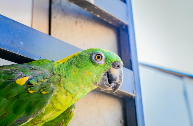 Un perroquet à plumes vertes gros plan sur un œil de perroquet vert avec espace de copie