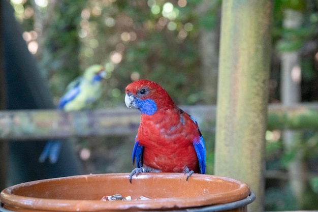 Un perroquet rouge aux ailes bleues