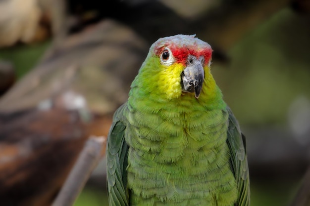 Un perroquet rouge et vert avec un visage jaune