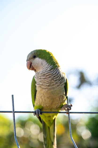 Photo perroquet sauvage vert dans une rue de barcelone arrière-plan flou