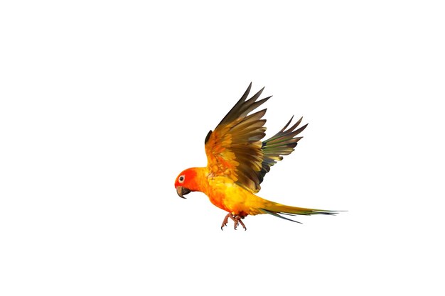 Le perroquet Sun Conure volant coloré isolé sur un fond blanc