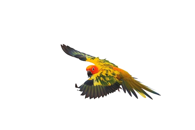 Le perroquet Sun Conure volant coloré isolé sur un fond blanc