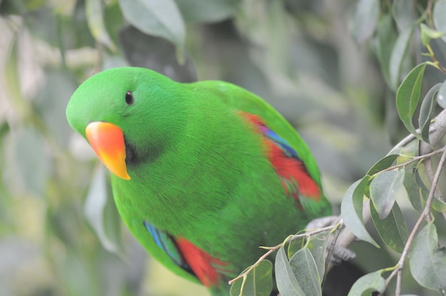 Un perroquet très coloré