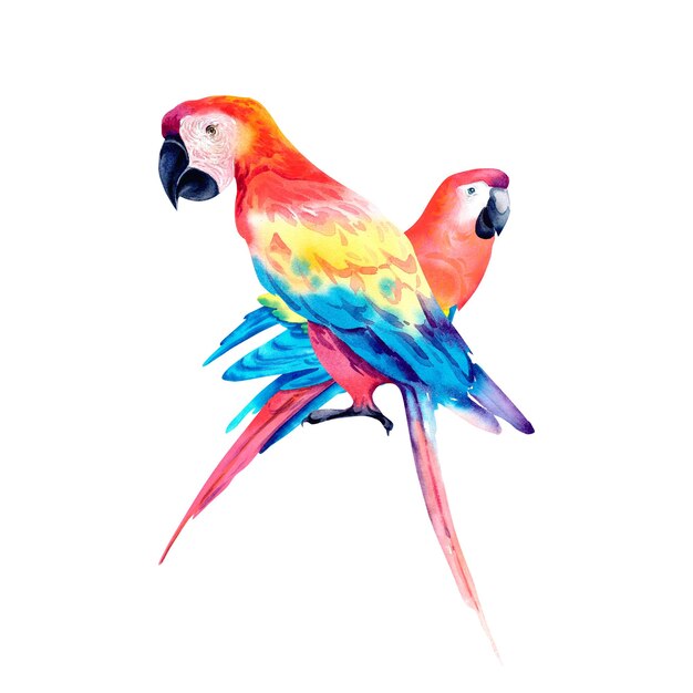 Un perroquet tropical rouge sur un fond isolé Perroquet Ara Illustration aquarelle Les tropiques Oiseaux