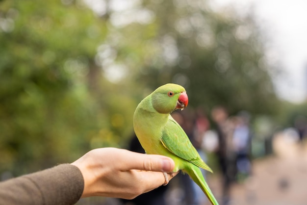 Perroquet vert assis sur une main et manger des noix dans un parc à Londres, au Royaume-Uni.