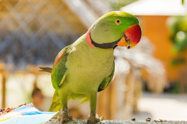 Perroquet vert mangeant des fruits secs et des graines à Koh Phangan Thaïlande Concept d'oiseau exotique