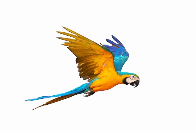 Perroquet volant coloré isolé sur fond blanc