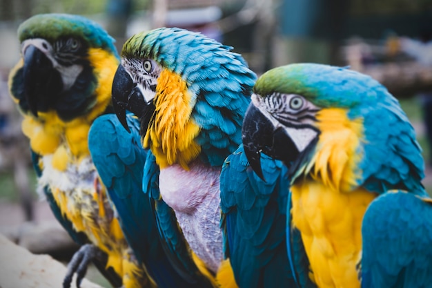 Perroquets Ara sur les branches, perroquets colorés bleu jaune au zoo.