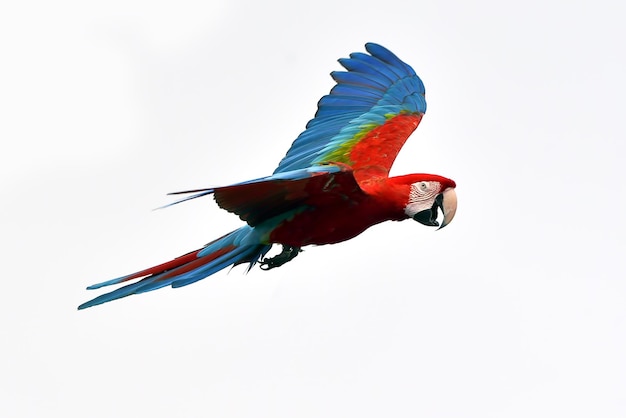 Photo perroquets ara pendant un vol