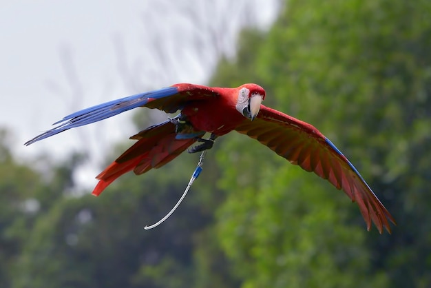 Les perroquets aras volent librement dans le ciel