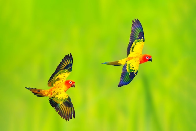 Perroquets colorés de conure de soleil volant sur un fond vert de nature