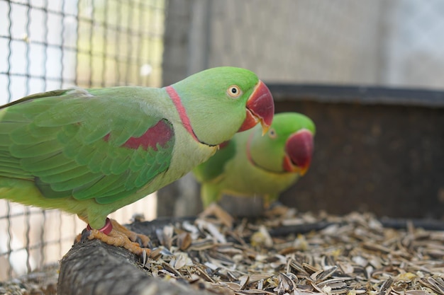 Perroquets colorés dans le parc