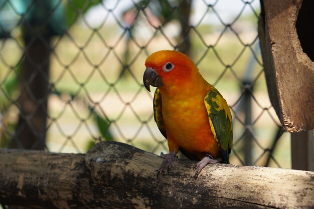 Perroquets colorés dans le parc