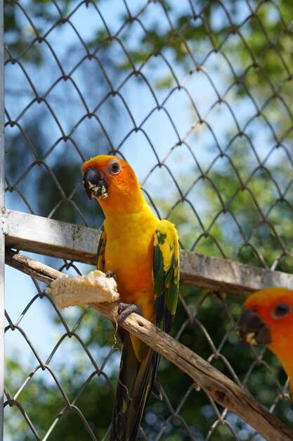 Perroquets colorés dans le parc