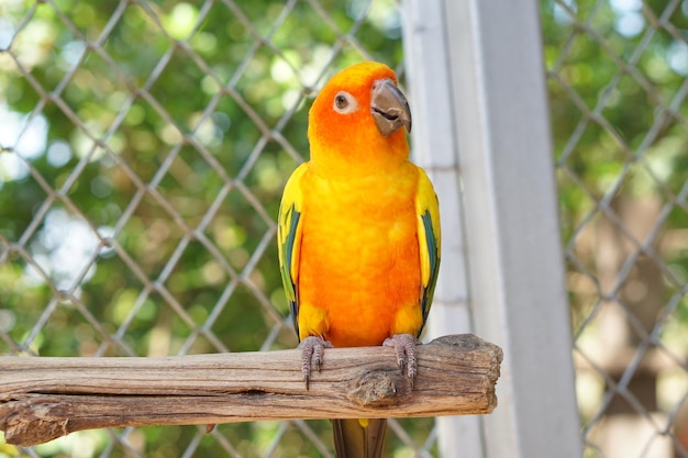 Perroquets colorés dans le parc