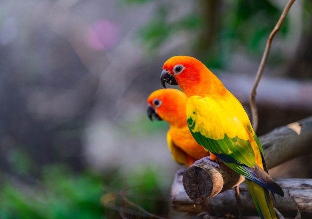 Perroquets colorés paire de tourtereaux sur branche.