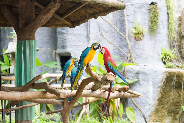 Les perroquets colorés sont sur les branches.