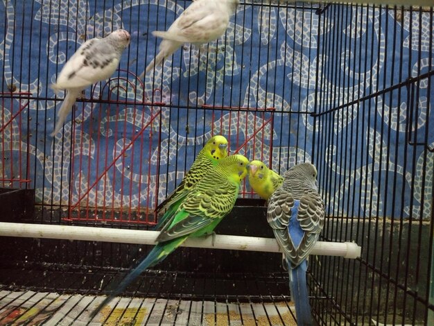 Photo des perroquets dans une cage contre le mur.