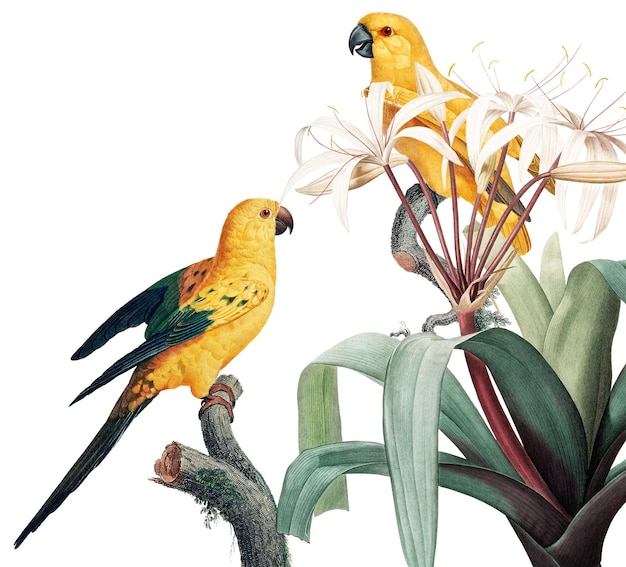 Des perroquets exotiques à la frontière de la jungle