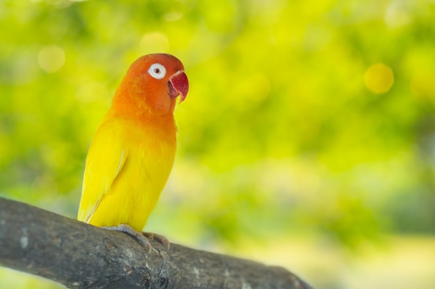 Perroquets inséparables assis sur une branche d&#39;arbre