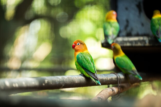 Perroquets inséparables assis ensemble sur une branche d'arbre