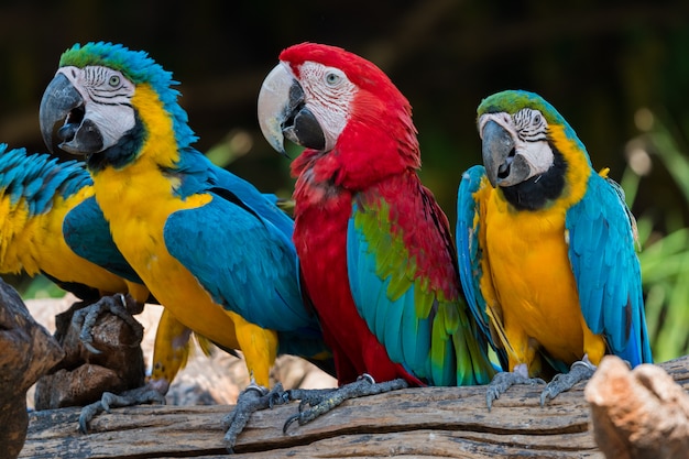 Perroquets Macaw se bouchent