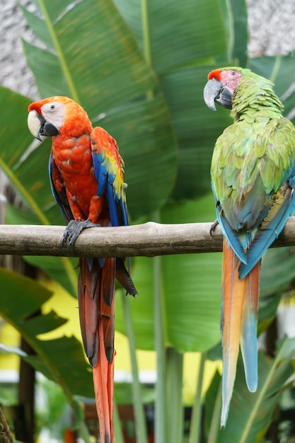 Perroquets tropicaux dans la nature