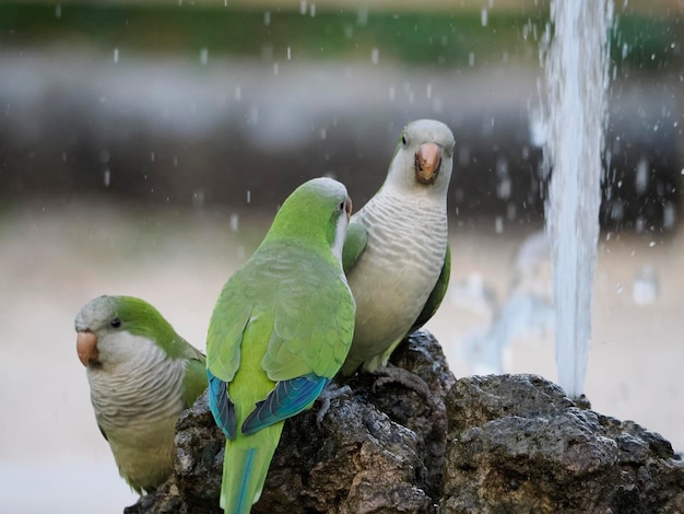 Perroquets verts buvant de l'eau dans les jardins botaniques de Rome