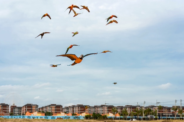 Perroquets volant dans le ciel.