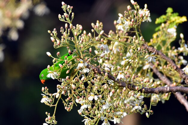 Perrot se cache sur la branche d'arbre