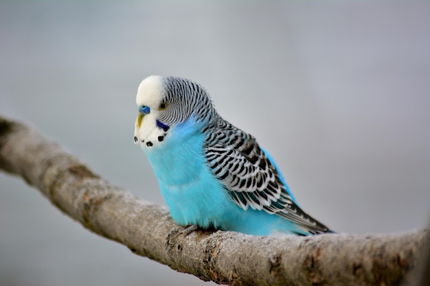 Une perruche bleue est assise sur une branche.