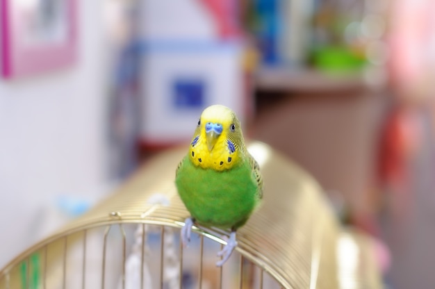 Perruche sur la cage à oiseaux. Budgy