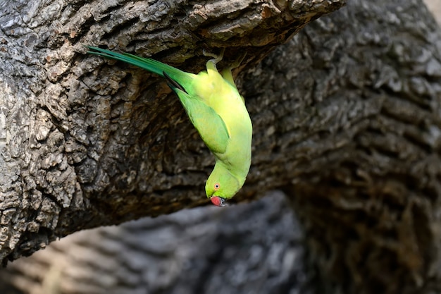 Perruche à Collier Sur Un Arbre. Sri Lanka