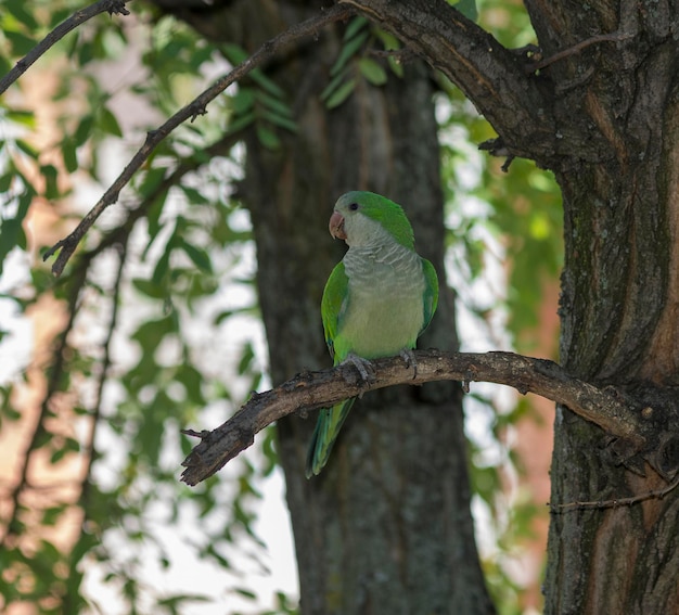 Perruche moine (Myiopsitta monachus)