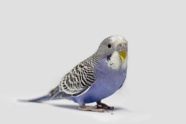 Perruche ondulée bleue sur fond blanc jeune mâle