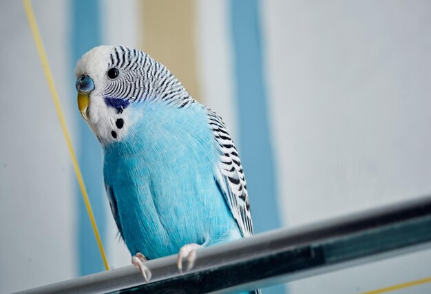 La perruche ondulée (Melopsittacus undulatus)