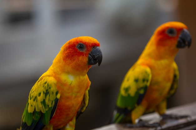 Perruche ou perroquet Sun Conure, bel oiseau perroquet jaune et orange