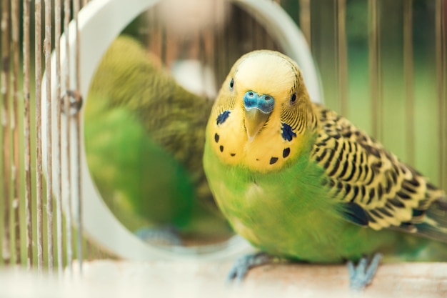 Perruche perruche verte bouchent se trouve dans la cage. Perruche verte mignonne