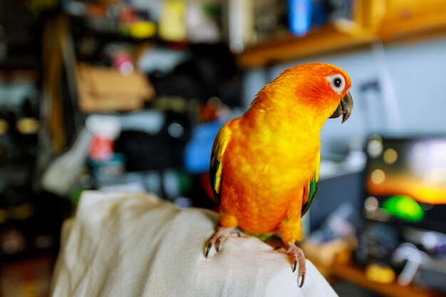 La Perruche Soleil De Belles Couleurs D'arathinga Jaune Orange Et Rouge Est Assise Sur Une Chaise