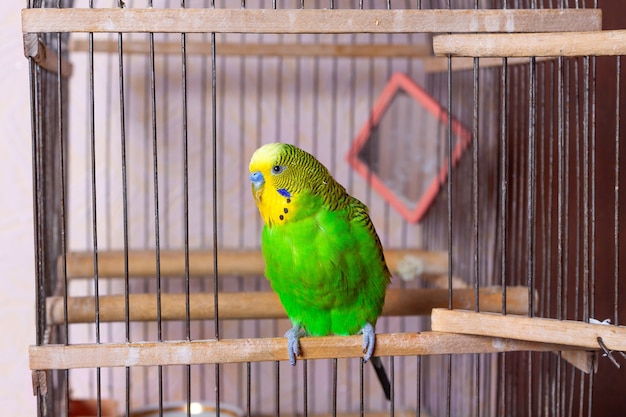Une perruche verte est assise à la sortie de la cage. Un miroir en cage est visible en arrière-plan. Garde gratuite d'un oiseau décoratif dans la maison.