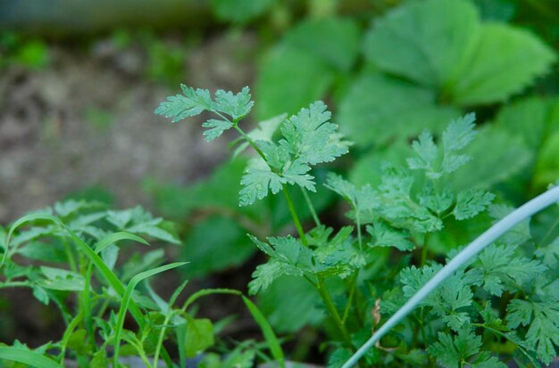 Persil dans le jardin