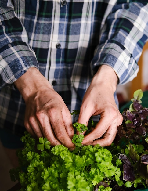 Persil frais Basilic Jardin potager Un homme récolte de la verdure