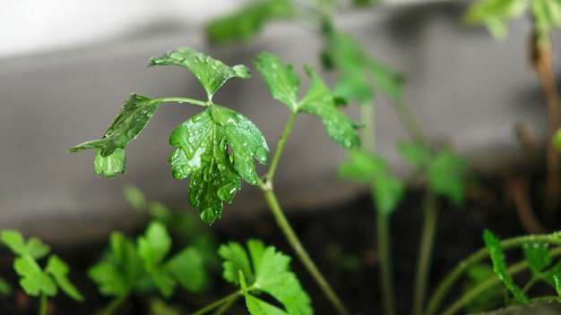 Persil frais avec des gouttes d'eau à l'intérieur