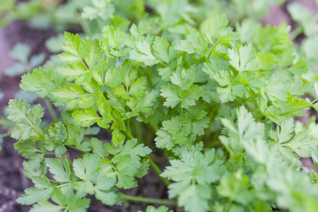 Persil frais poussant dans un jardin