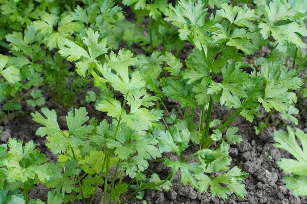 Persil frais poussant sur un lit de jardin