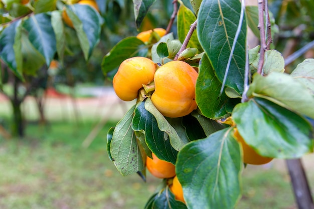 Persimmon immature et feuilles vertes fraîches à Chiang Mai, Thaïlande